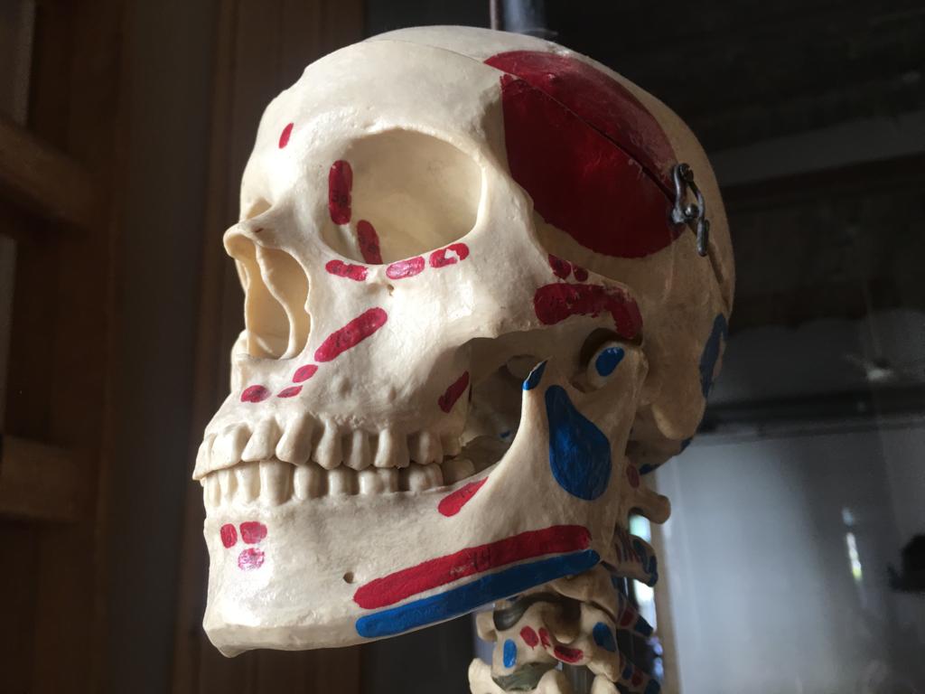 mandibula esqueleto